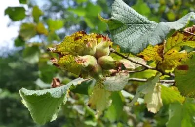 Neden Kocaali’den Bahçe Almalısınız?