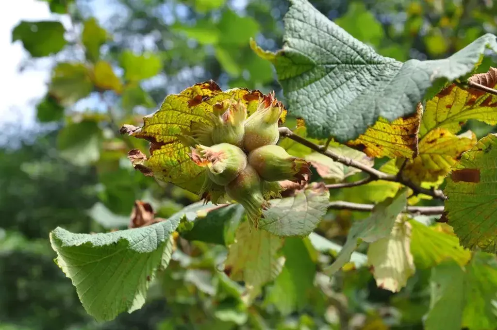 Neden Kocaali’den Bahçe Almalısınız?